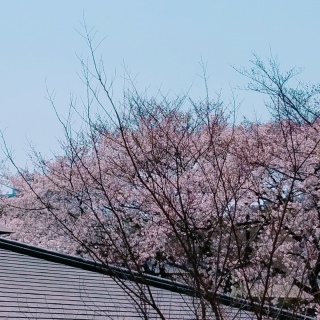 🌸Ԍ🌸