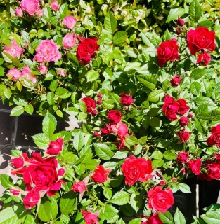 J🌹