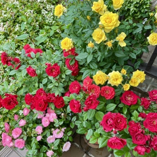 KN🌹