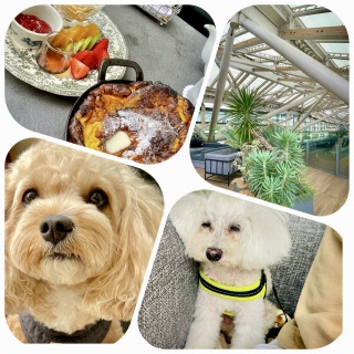 🐶th[ȊX