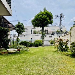 🌳