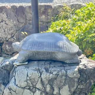 T🐢