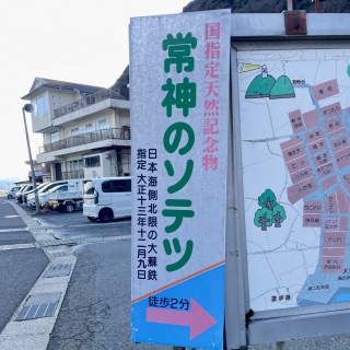 ��_�̃\�e�c