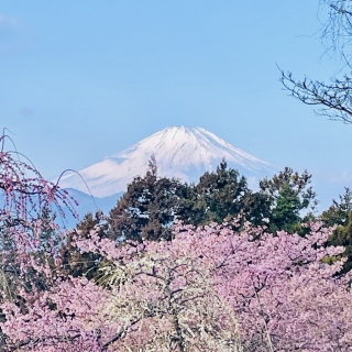🗻🌸