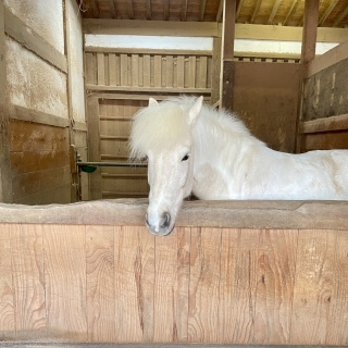 ������🐴