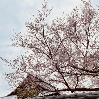 ���J����̍�🌸