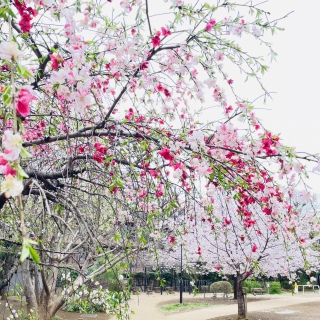 ���Ԍ����U��