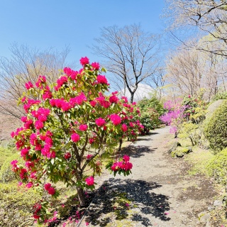 �V���N�i�Q