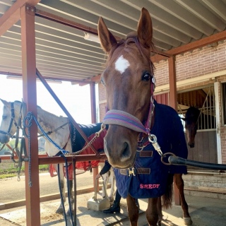 🐴�X�s�[�f�B�����