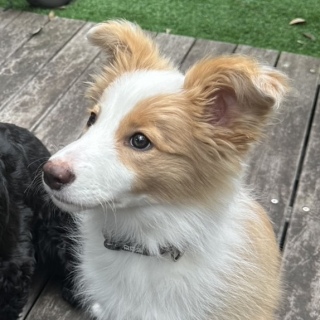 �����������🐶