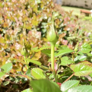 �K�N🌹�����