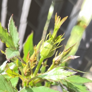 �K�N�����🌹�A