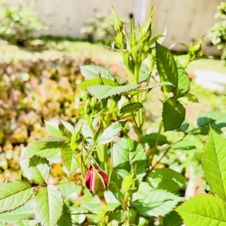 �K�N�����🌹�B