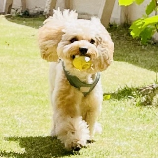 �I�X�J�[����