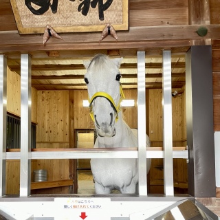 �юR��🐴