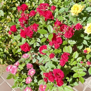 �K�N🌹�����
